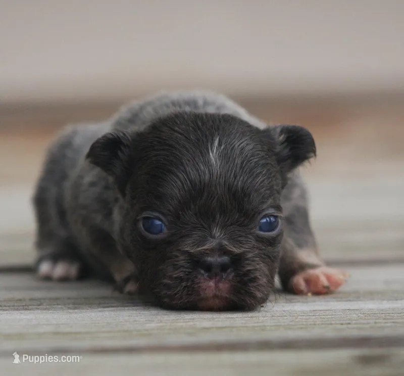Nike – French Bulldog puppy for sale in Bushnell, IL