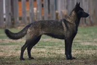 Gator, a male Belgian Malinois for sale in Bushnell, IL – 2 of 3