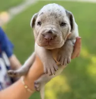 Roush, a male Catahoula Leopard Dog for sale in Bushnell, IL – 3 of 4