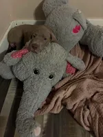 Delilah, a female Great Dane for sale in Bushnell, IL – 2 of 3