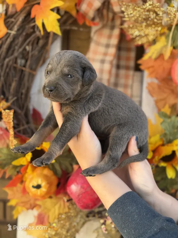 Jack – Catahoula Leopard Dog puppy for sale in Bushnell, IL