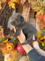 Jack, a male Catahoula Leopard Dog for sale in Bushnell, IL – 1 of 2
