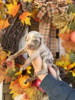 Sienna, a female Catahoula Leopard Dog for sale in Bushnell, IL – 2 of 2