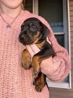 Confetti, a female Catahoula Leopard Dog for sale in Macomb, IL – Photo 2 of 6