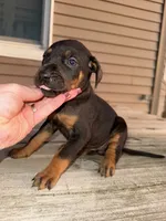 Confetti, a female Catahoula Leopard Dog for sale in Macomb, IL – Photo 5 of 6