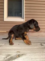 Confetti, a female Catahoula Leopard Dog for sale in Macomb, IL – Photo 6 of 6