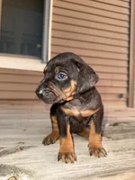 Confetti, a female Catahoula Leopard Dog for sale in Macomb, IL – Photo 3 of 6
