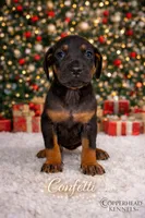 Confetti, a female Catahoula Leopard Dog for sale in Macomb, IL – Photo 1 of 6