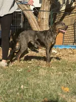 Kiyah, a female Catahoula Leopard Dog for sale in Bushnell, IL – 2 of 5