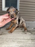 Wish, a male Catahoula Leopard Dog for sale in Macomb, IL – Photo 3 of 4