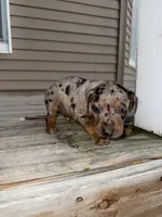 Wish, a male Catahoula Leopard Dog for sale in Macomb, IL – Photo 2 of 4