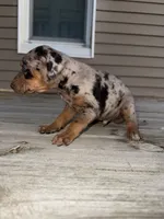 Wish, a male Catahoula Leopard Dog for sale in Macomb, IL – Photo 1 of 4