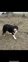 Juliette, a female Australian Shepherd for sale in Bushnell, IL – 3 of 3