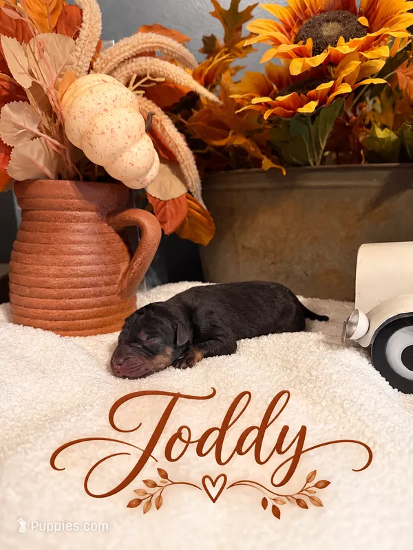 Toddy – Catahoula Leopard Dog puppy for sale in Bushnell, IL