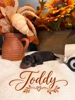 Toddy, a female Catahoula Leopard Dog for sale in Bushnell, IL – 1 of 1