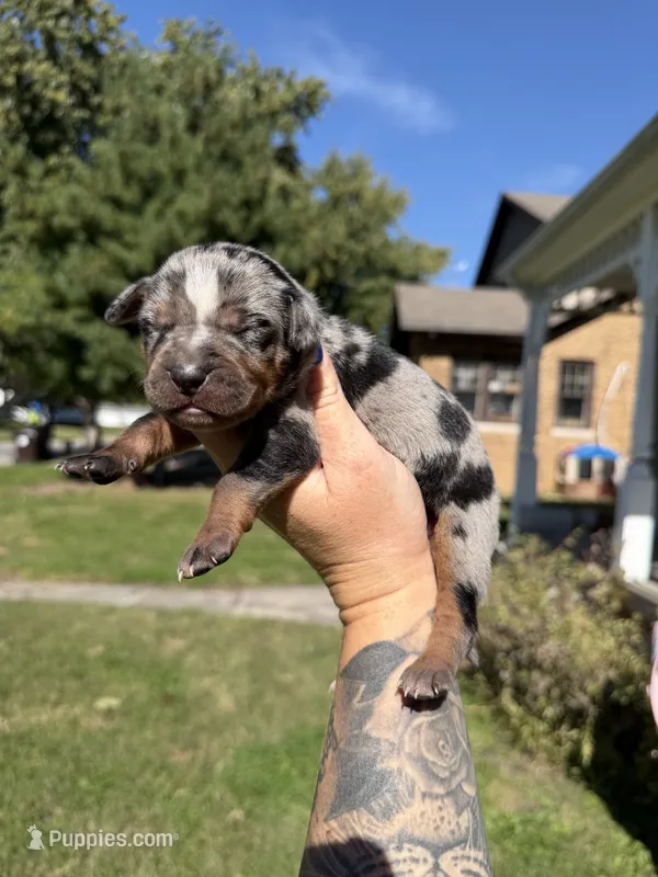 Honey – Catahoula Leopard Dog puppy for sale in Bushnell, IL