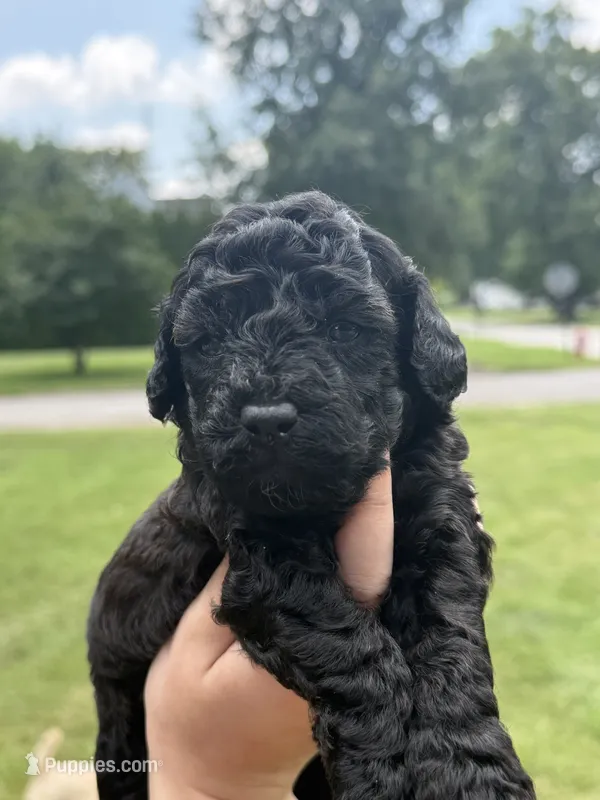 Snap – Poodle - Toy  puppy for sale in Bushnell, IL