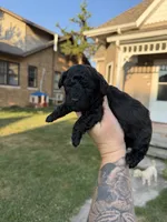 Snap, a male Poodle - Toy  for sale in Bushnell, IL – 4 of 4