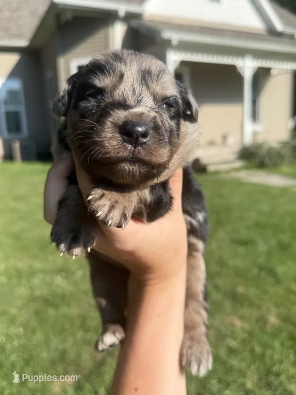 Mango – Australian Shepherd puppy for sale in Bushnell, IL