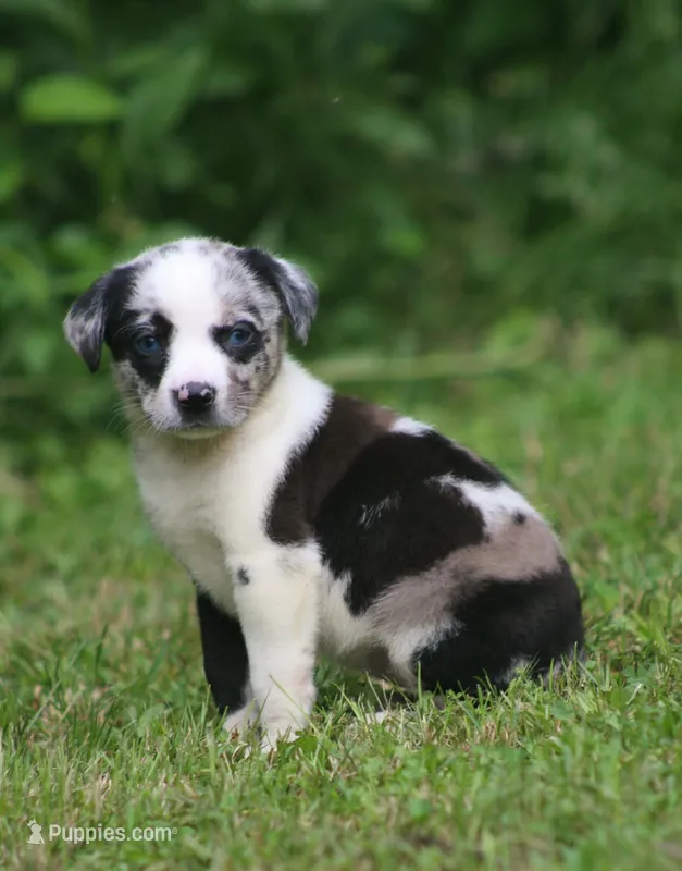 Ziva – Catahoula Leopard Dog puppy for sale in Bushnell, IL