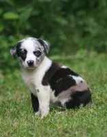 Ziva, a female Catahoula Leopard Dog for sale in Bushnell, IL – 1 of 3