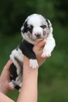 Ziva, a female Catahoula Leopard Dog for sale in Bushnell, IL – 3 of 4