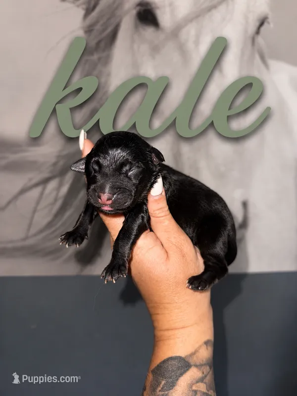 Kale – Australian Shepherd puppy for sale in Bushnell, IL