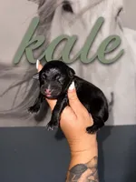 Kale, a male Australian Shepherd for sale in Bushnell, IL – 1 of 1