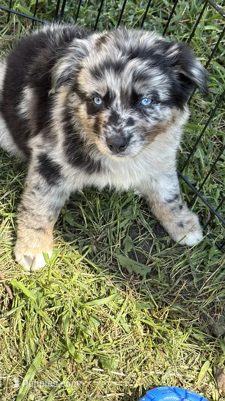 Peach – Australian Shepherd puppy for sale in Bushnell, IL