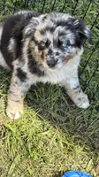 Peach, a female Australian Shepherd for sale in Bushnell, IL – 1 of 5