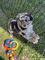 Peach, a female Australian Shepherd for sale in Bushnell, IL – 3 of 5