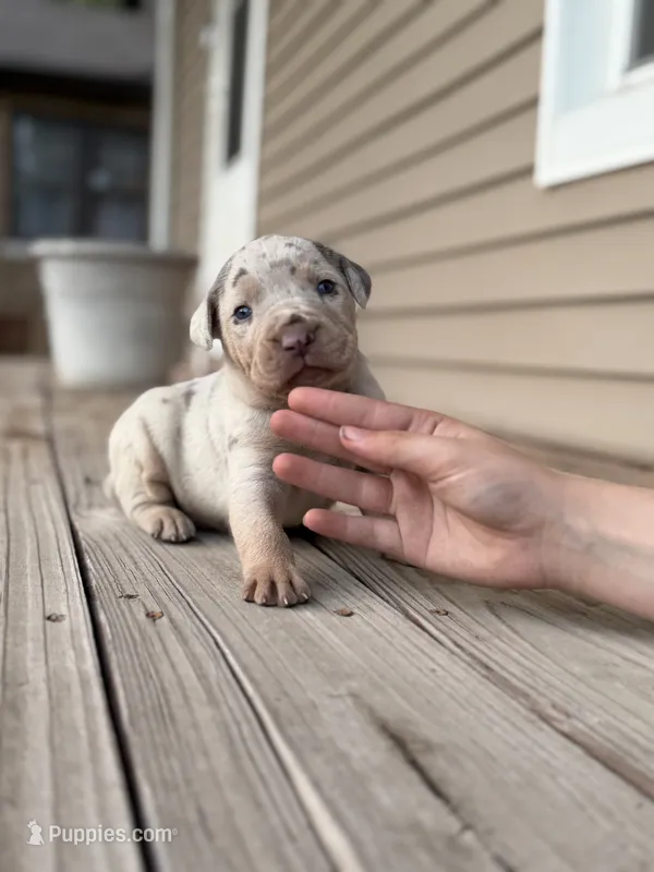 Roush – Catahoula Leopard Dog puppy for sale in Bushnell, IL