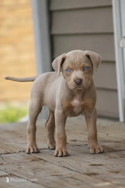 Kai – Catahoula Leopard Dog puppy for sale in Bushnell, IL