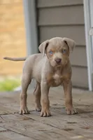 Kai, a male Catahoula Leopard Dog for sale in Bushnell, IL – 1 of 1