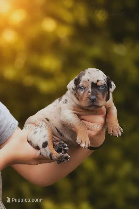 Rogue – Catahoula Leopard Dog puppy for sale in Bushnell, IL