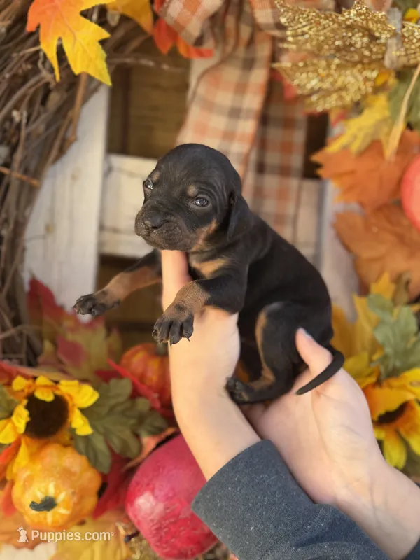 Toddy – Catahoula Leopard Dog puppy for sale in Bushnell, IL