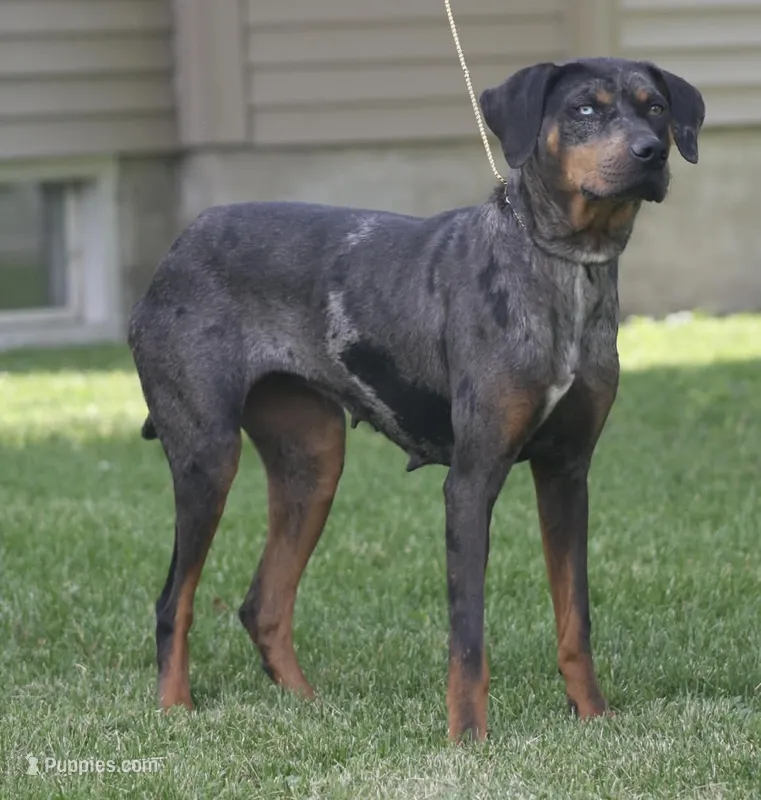 Kiyah – Catahoula Leopard Dog puppy for sale in Bushnell, IL