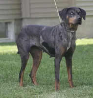 Kiyah, a female Catahoula Leopard Dog for sale in Bushnell, IL – 1 of 3