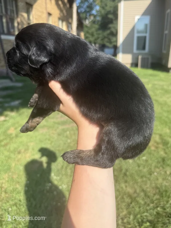 Kale – Australian Shepherd puppy for sale in Bushnell, IL