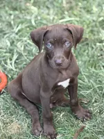 Rocky, a male Catahoula Leopard Dog for sale in Bushnell, IL – 3 of 3