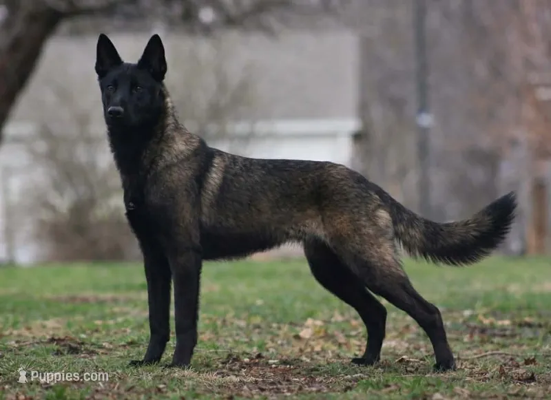 Gator – Belgian Malinois puppy for sale in Bushnell, IL