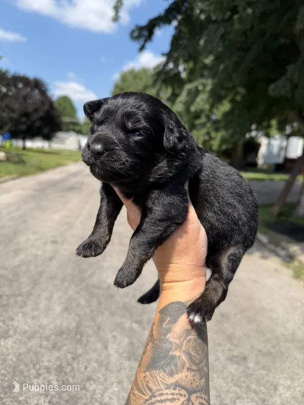 Berry – Australian Shepherd puppy for sale in Bushnell, IL