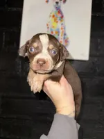 Glacier, a male Catahoula Leopard Dog for sale in Macomb, IL – Photo 2 of 3