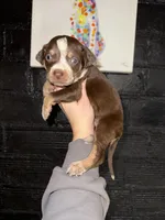 Glacier, a male Catahoula Leopard Dog for sale in Macomb, IL – Photo 3 of 3