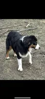 Juliette, a female Australian Shepherd for sale in Bushnell, IL – 2 of 3