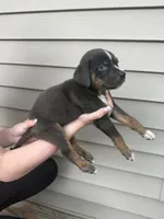 Matte, a male Catahoula Leopard Dog for sale in Bushnell, IL – 2 of 3