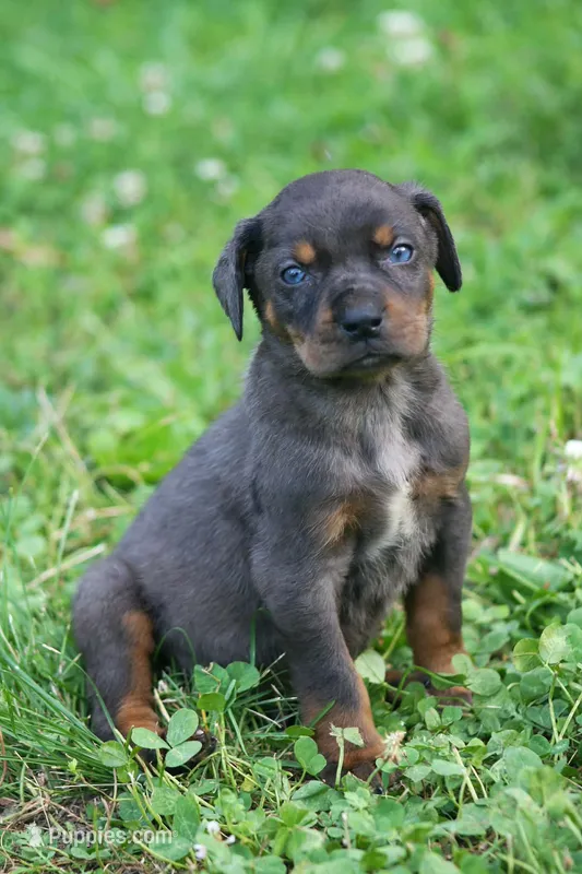 Talon – Catahoula Leopard Dog puppy for sale in Bushnell, IL