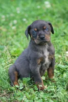 Talon, a male Catahoula Leopard Dog for sale in Bushnell, IL – 3 of 7