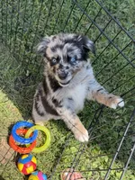Peach, a female Australian Shepherd for sale in Bushnell, IL – 4 of 5