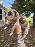 Kerchak, a male Catahoula Leopard Dog for sale in Bushnell, IL – 6 of 8